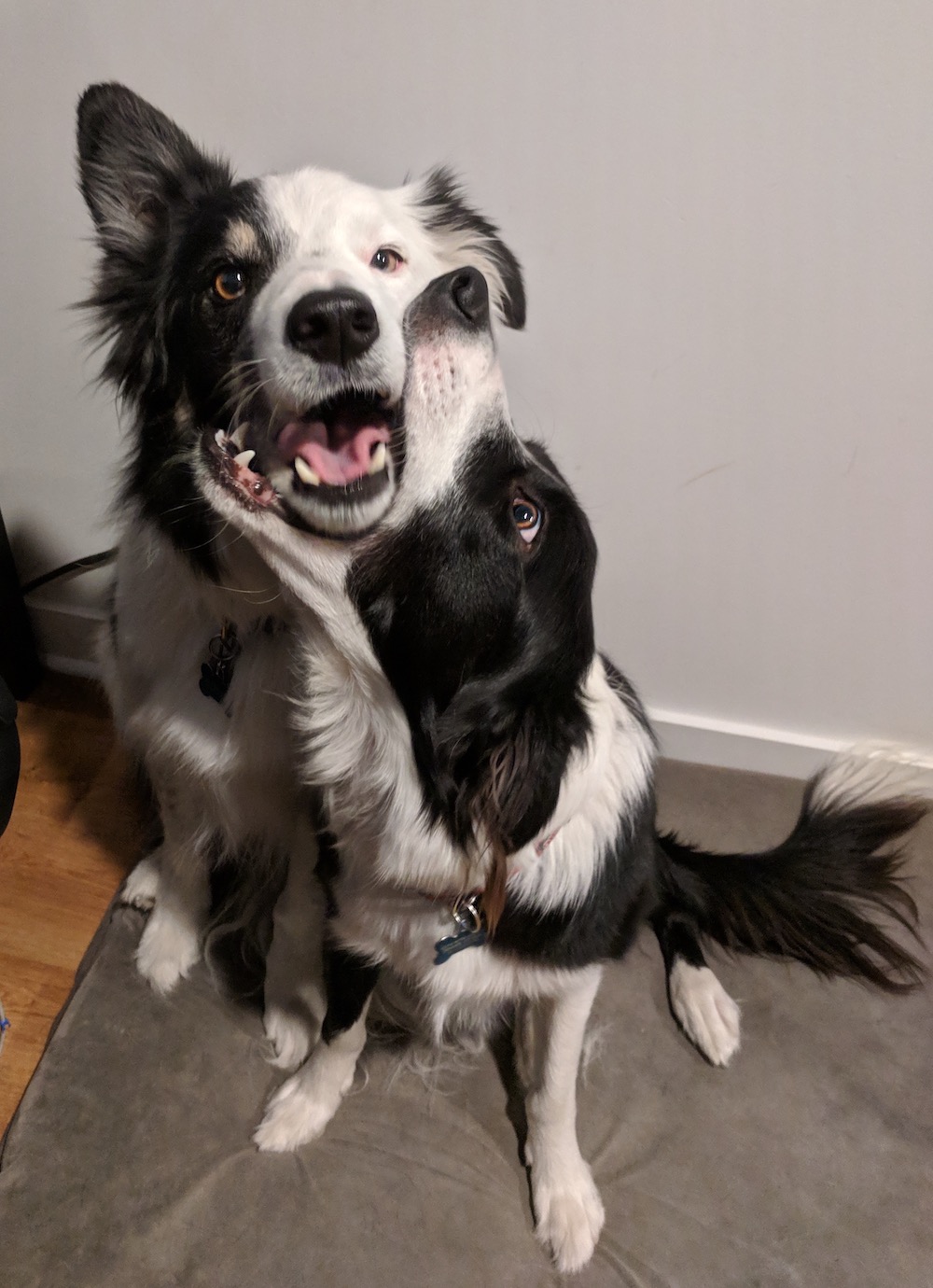 Border Collies