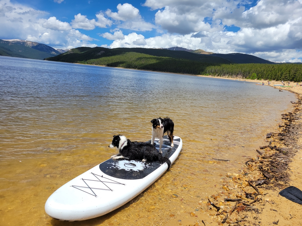 Border Collies on a paddleboard